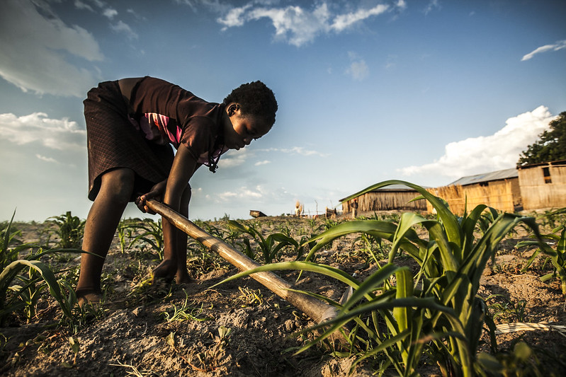 Weeding maize in Western Zambia