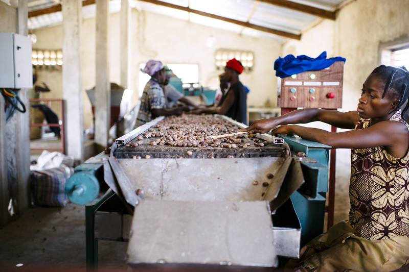 Women harvesting shea nuts