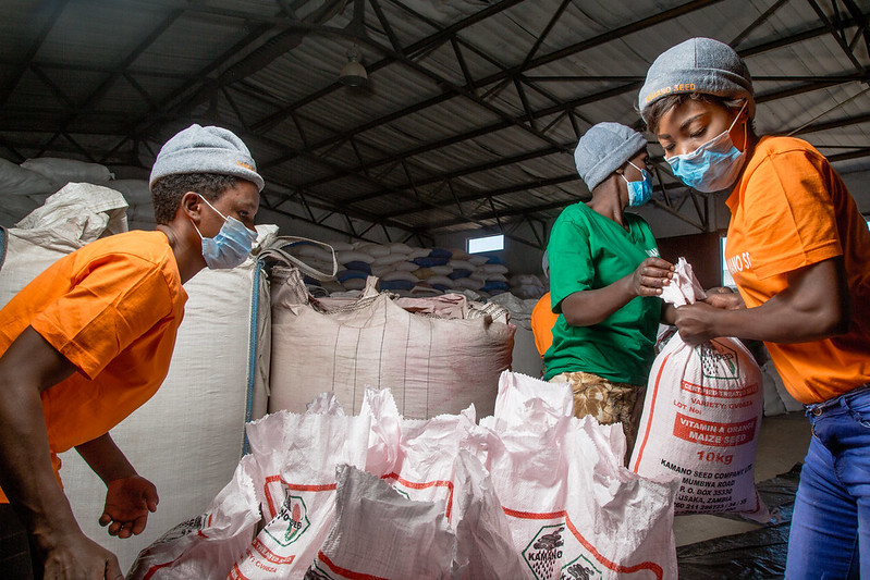Three workers with face masks packing maize seed at Kamano Seed Company warehouse in Lusaka, Zambia.